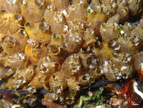 Image of Ascidian