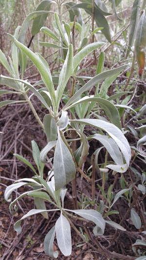 Image of white sage