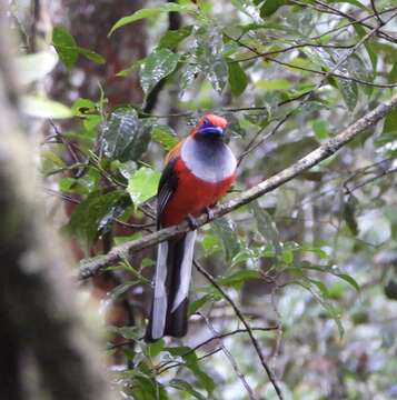 Image of Whitehead's Trogon