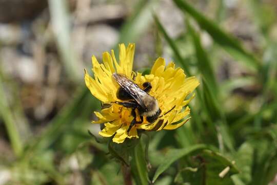 Imagem de Andrena carlini Cockerell 1901