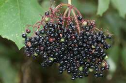 Image of Sambucus nigra L.