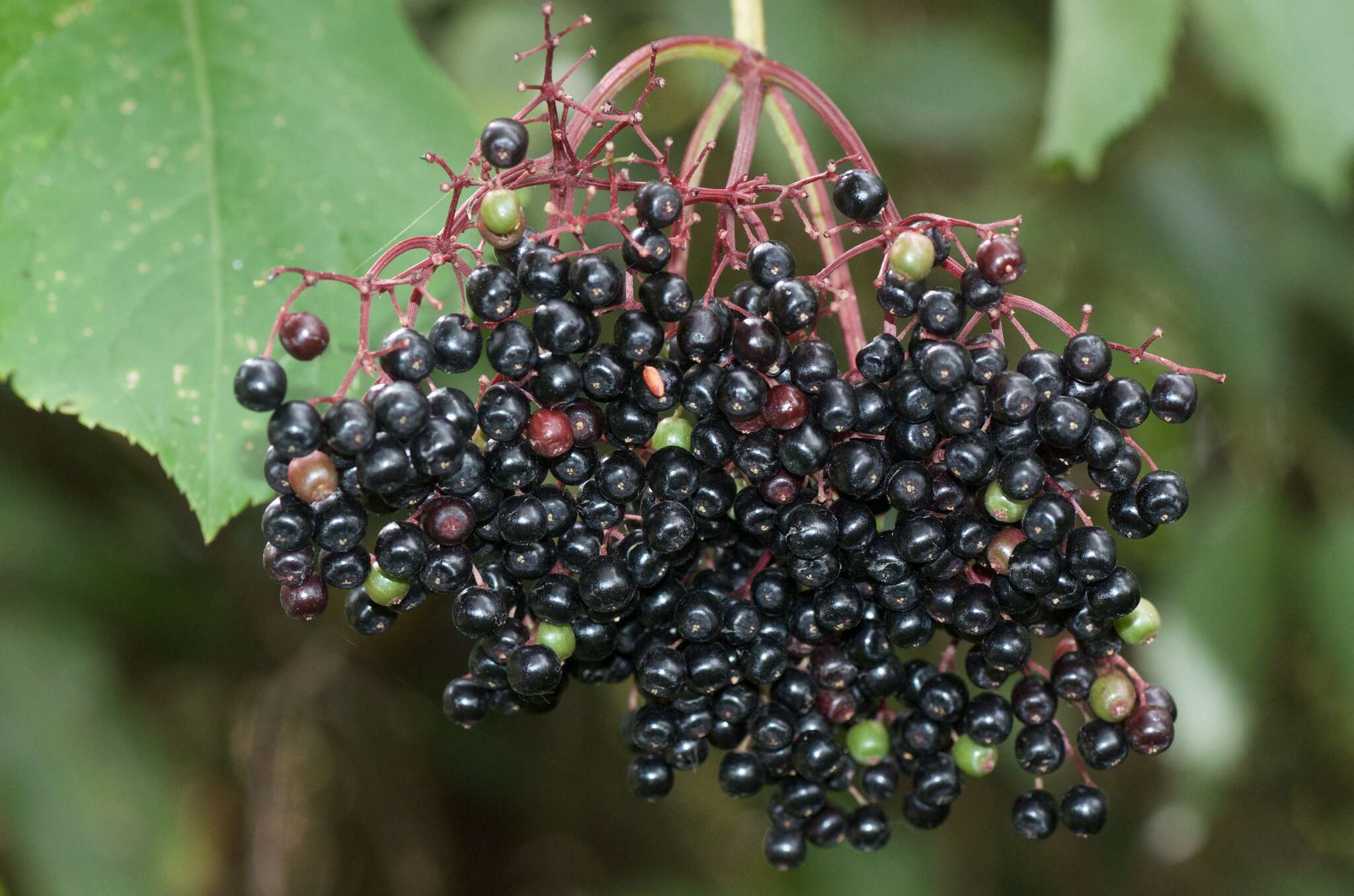 Image of Sambucus nigra L.