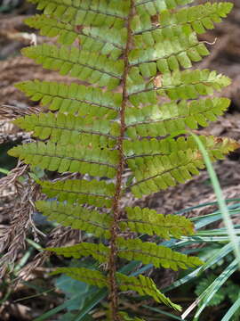 Image of Polystichum tagawanum Kurata