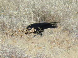 Image of Corvus capensis kordofanensis Laubmann 1919