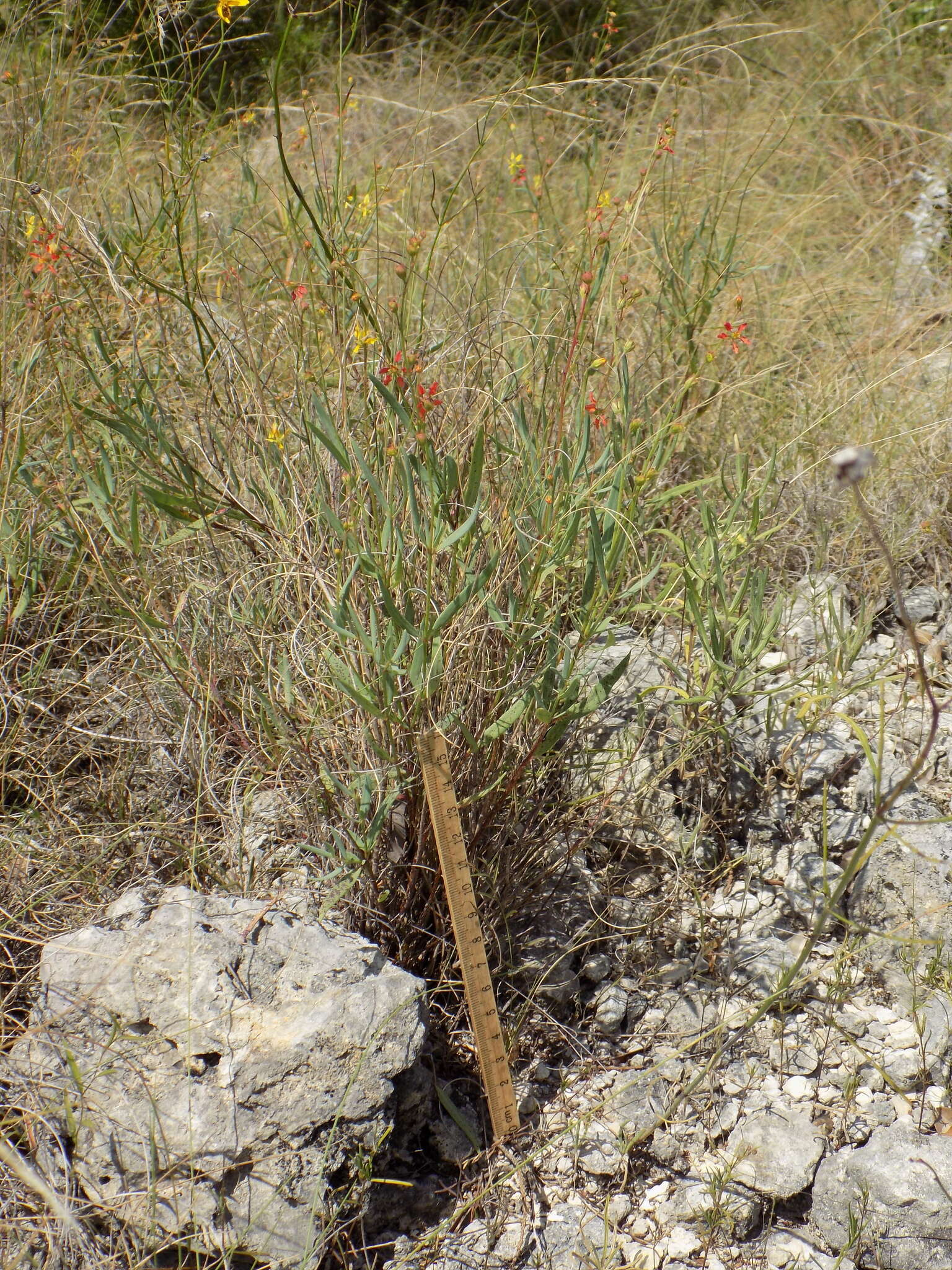 Image of narrowleaf goldshower