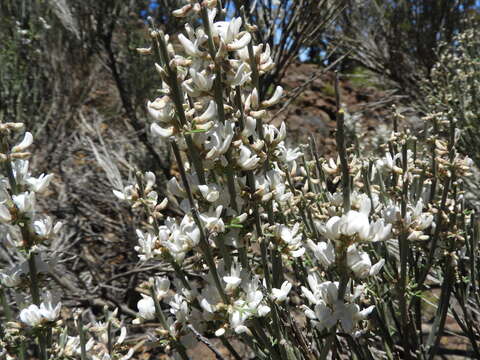 Cytisus supranubius (L. fil.) Kuntze的圖片