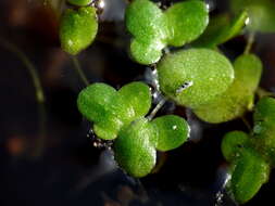 Image of Lemna disperma Hegelm.