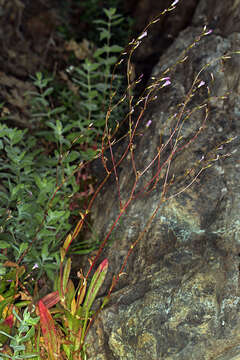 Image of Congdon's lewisia