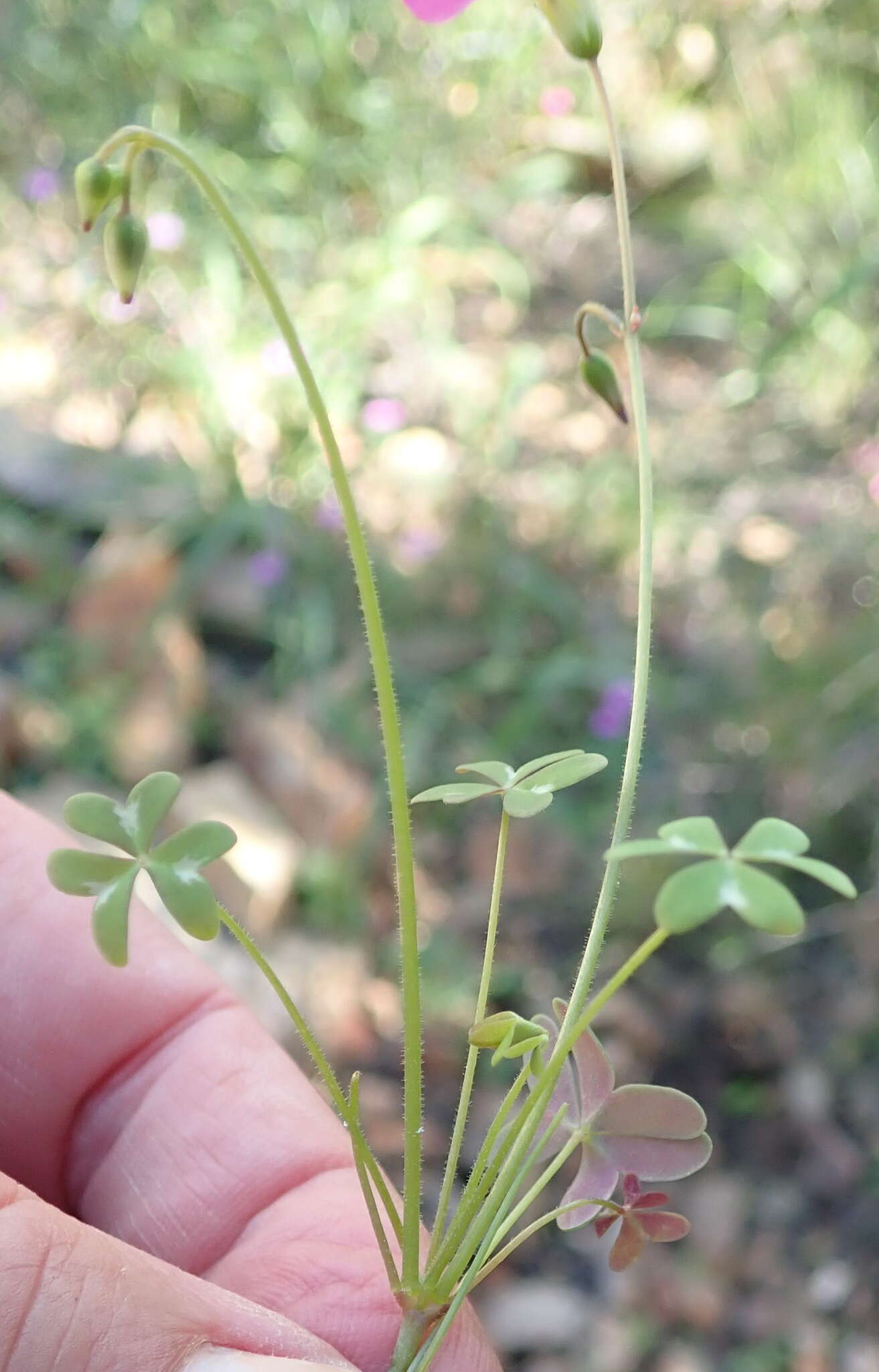 Sivun Oxalis stellata Eckl. & Zeyh. kuva