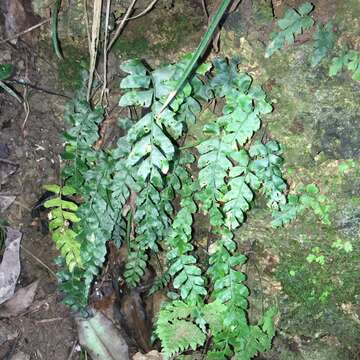 Hymenasplenium subnormale (Copel.) Nakaike resmi