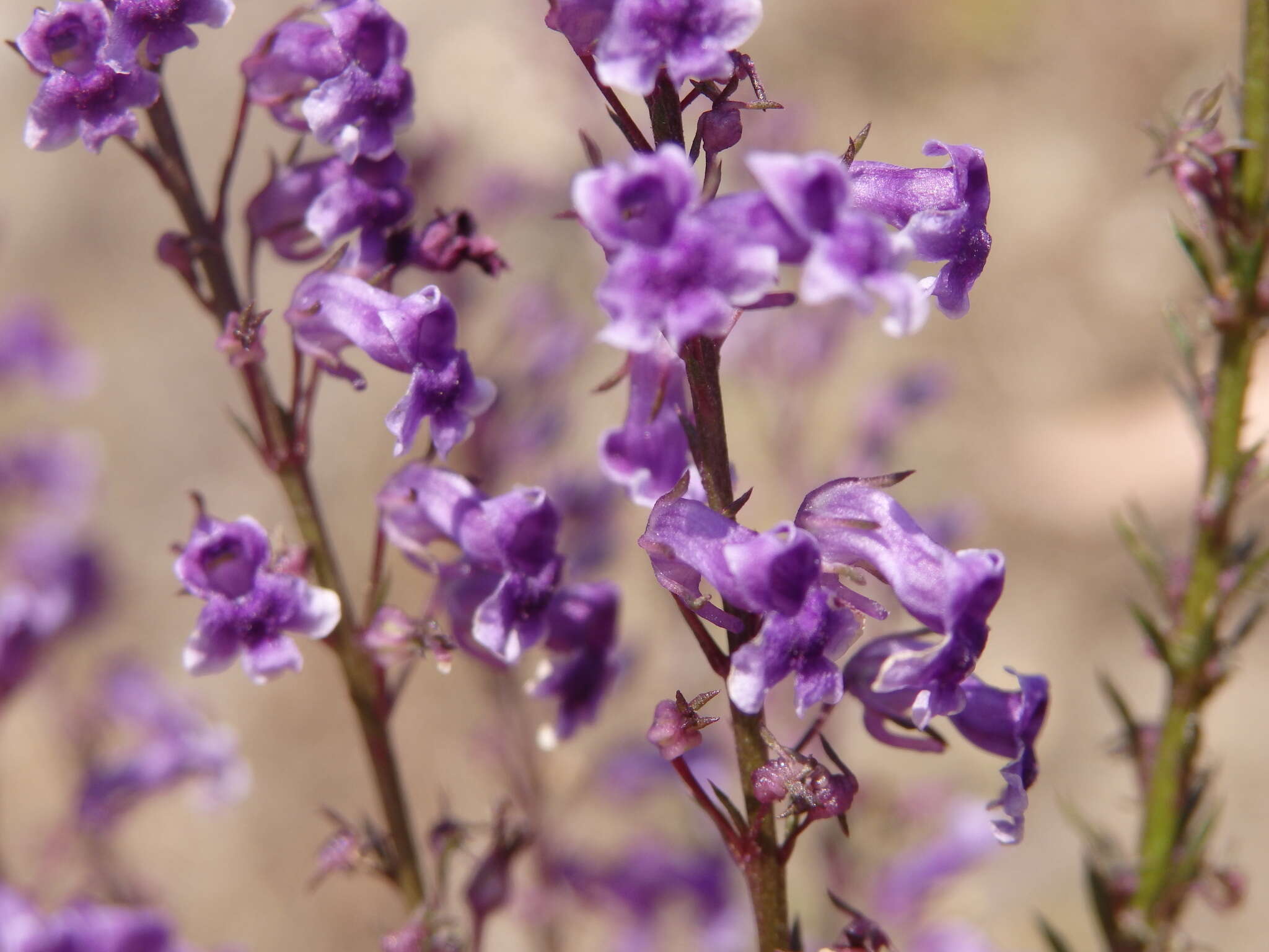 Anarrhinum longipedicellatum R. Fernandes的圖片