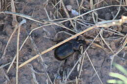 Imagem de Calosoma (Blaptosoma) laeve Dejean 1826