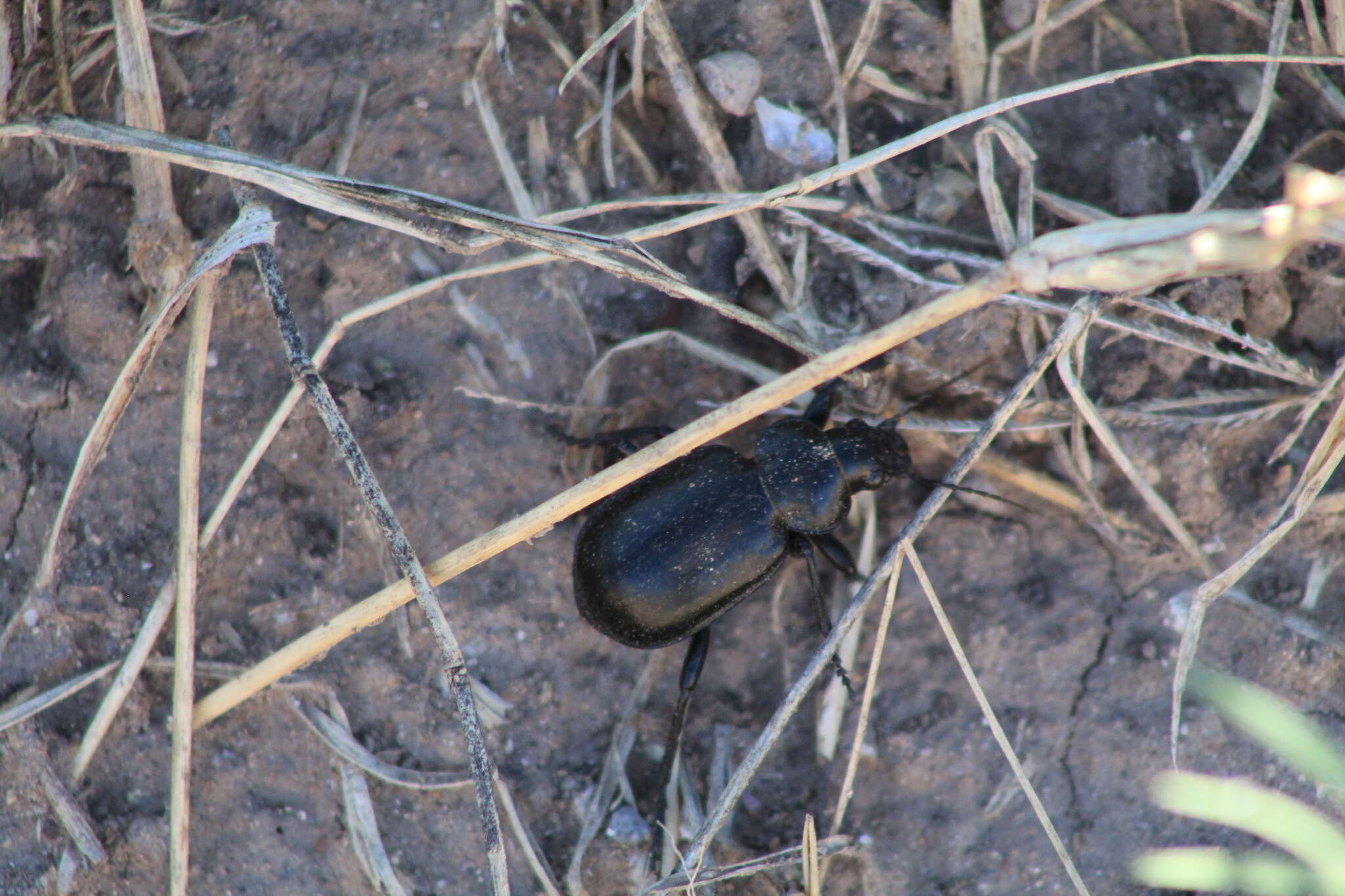 Imagem de Calosoma (Blaptosoma) laeve Dejean 1826