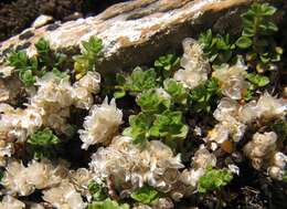 Image of Paronychia kapela subsp. serpyllifolia (Chaix) Graebner