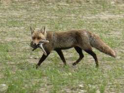 Image of Vulpes vulpes silacea Miller 1907