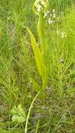 Dactylorhiza incarnata subsp. ochroleuca (Wüstnei ex Boll) P. F. Hunt & Summerh. resmi