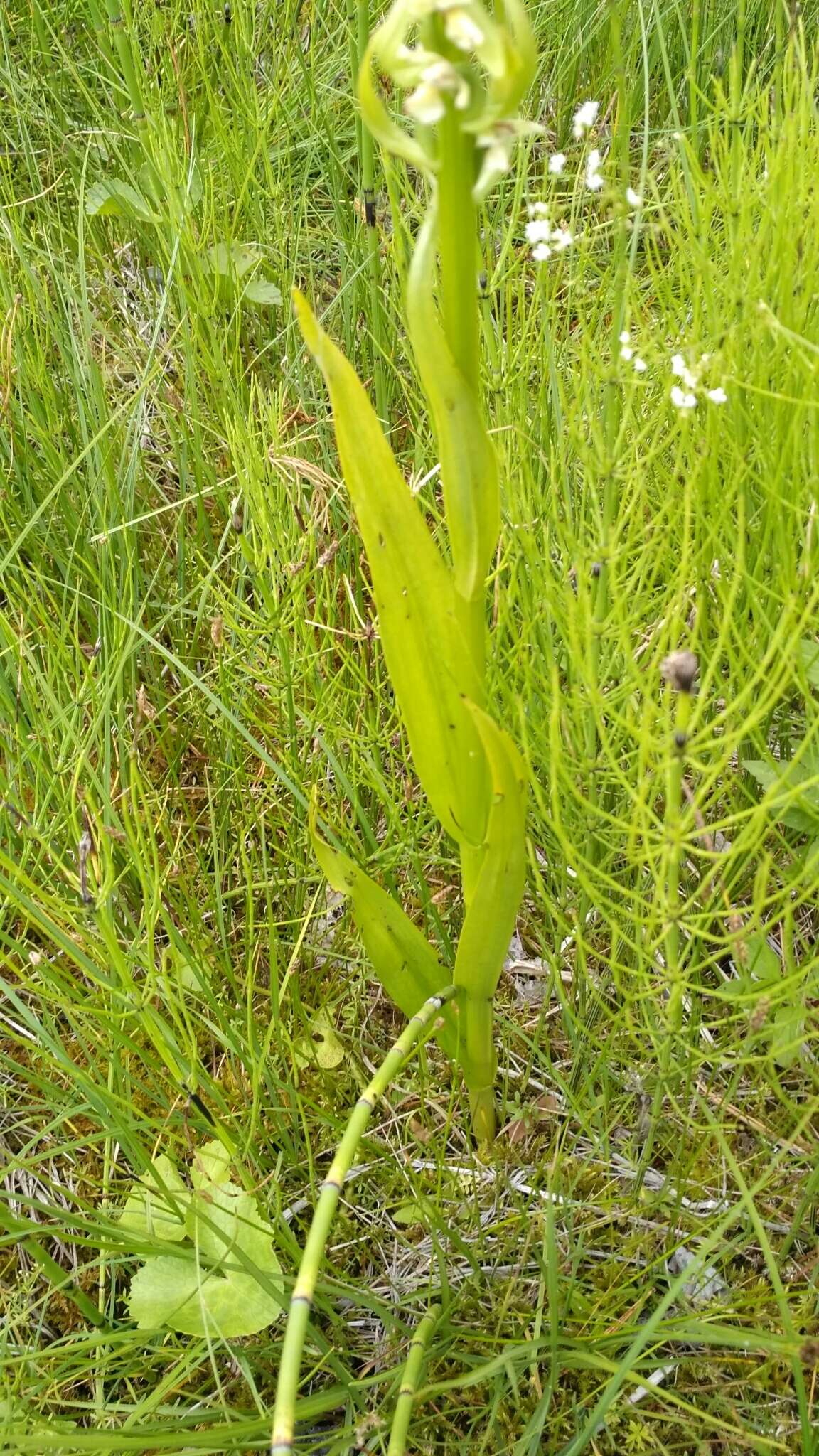 Dactylorhiza incarnata subsp. ochroleuca (Wüstnei ex Boll) P. F. Hunt & Summerh. resmi