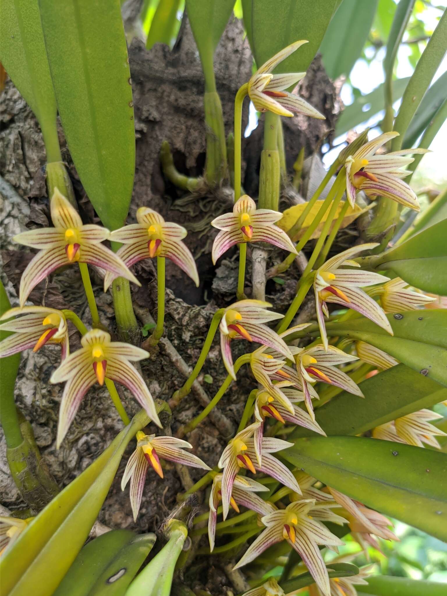 Image of Bulbophyllum affine Wall. ex Lindl.