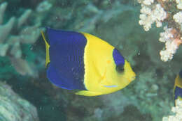 Image of Bicolor Angelfish