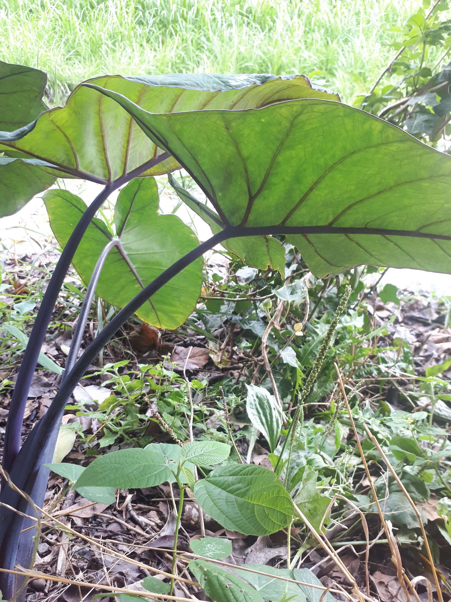 Image of arrowleaf elephant's ear