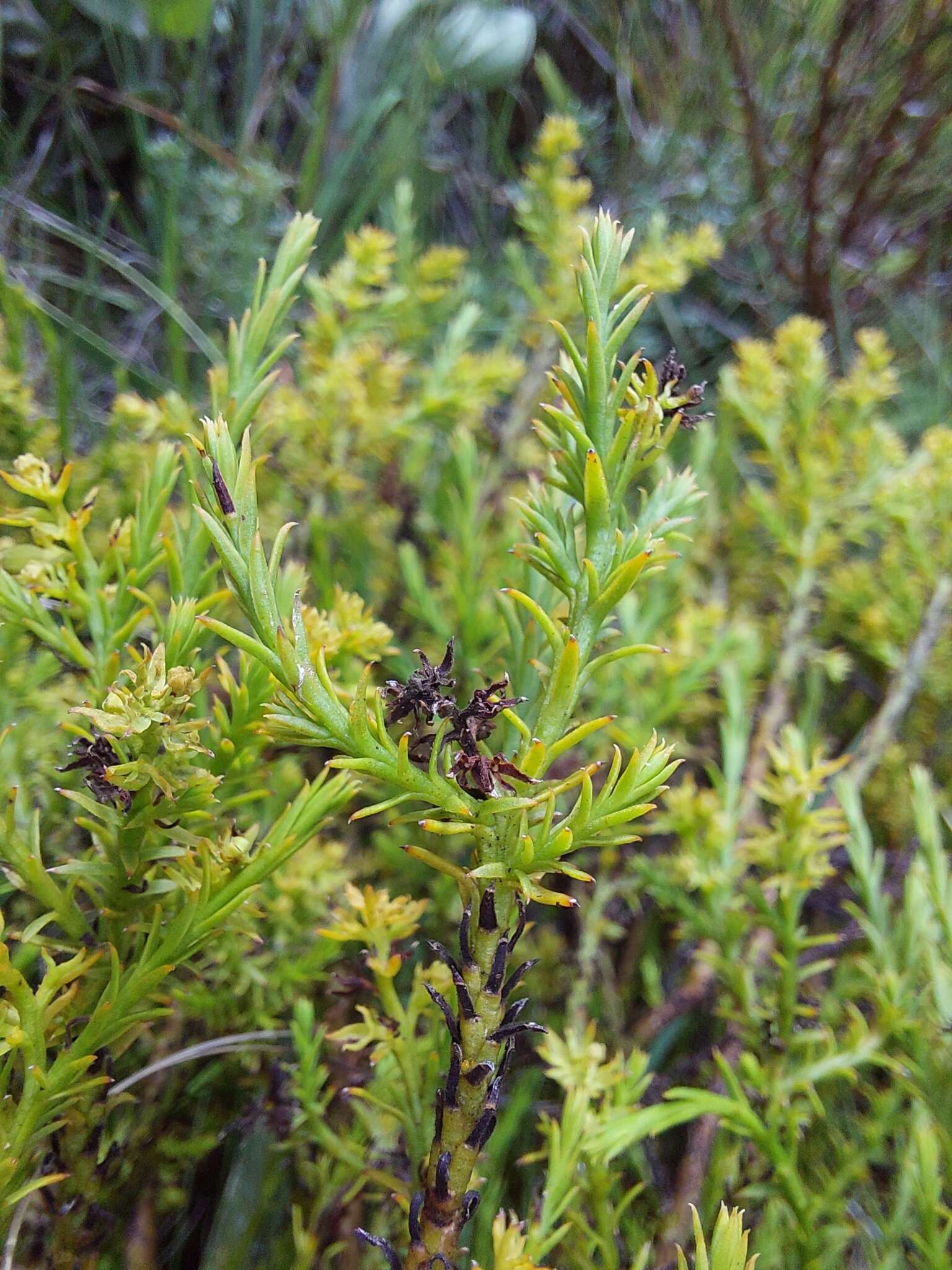 Imagem de Thesium cupressoides A. W. Hill