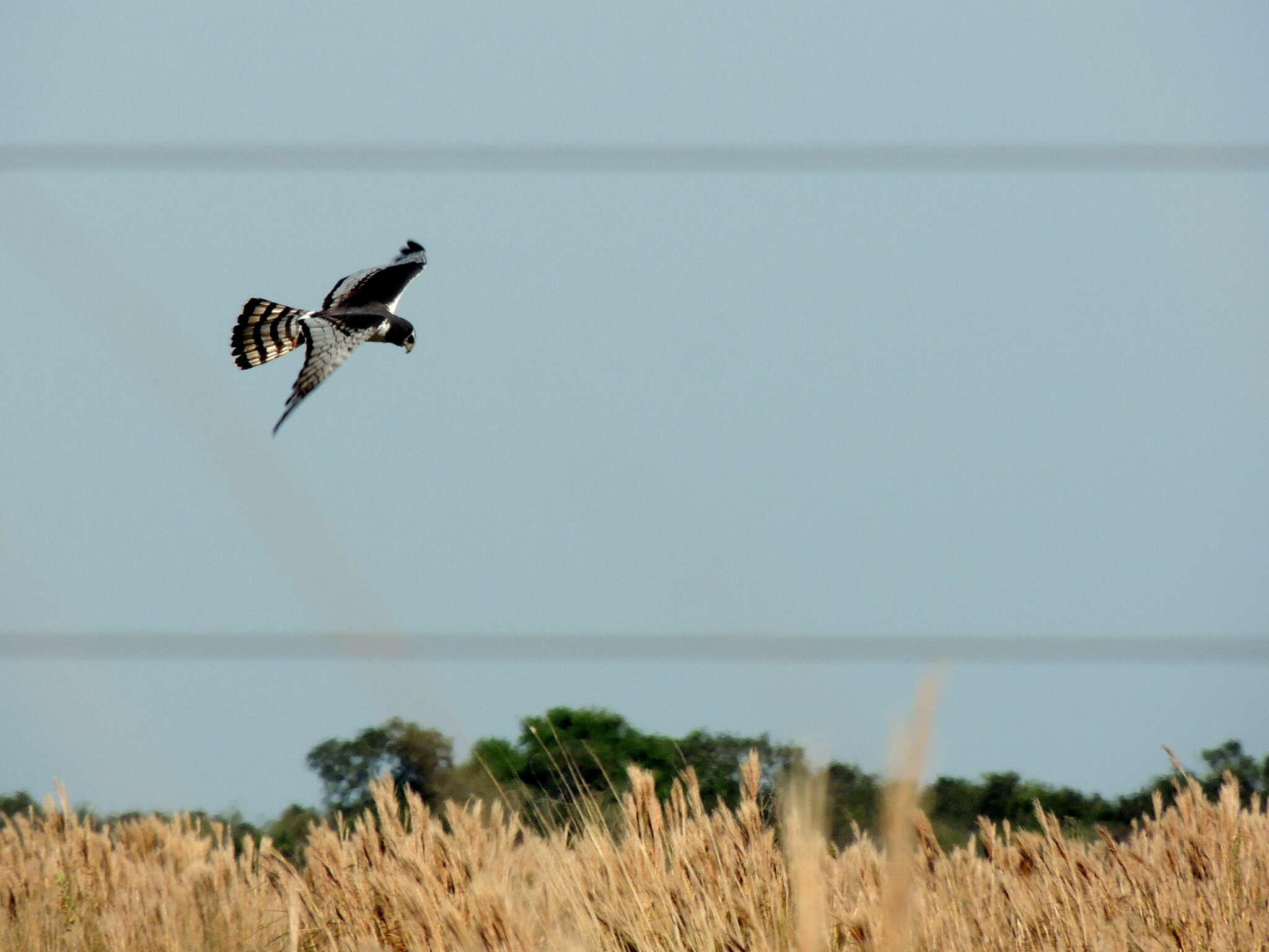Image of Long-winged Harrier