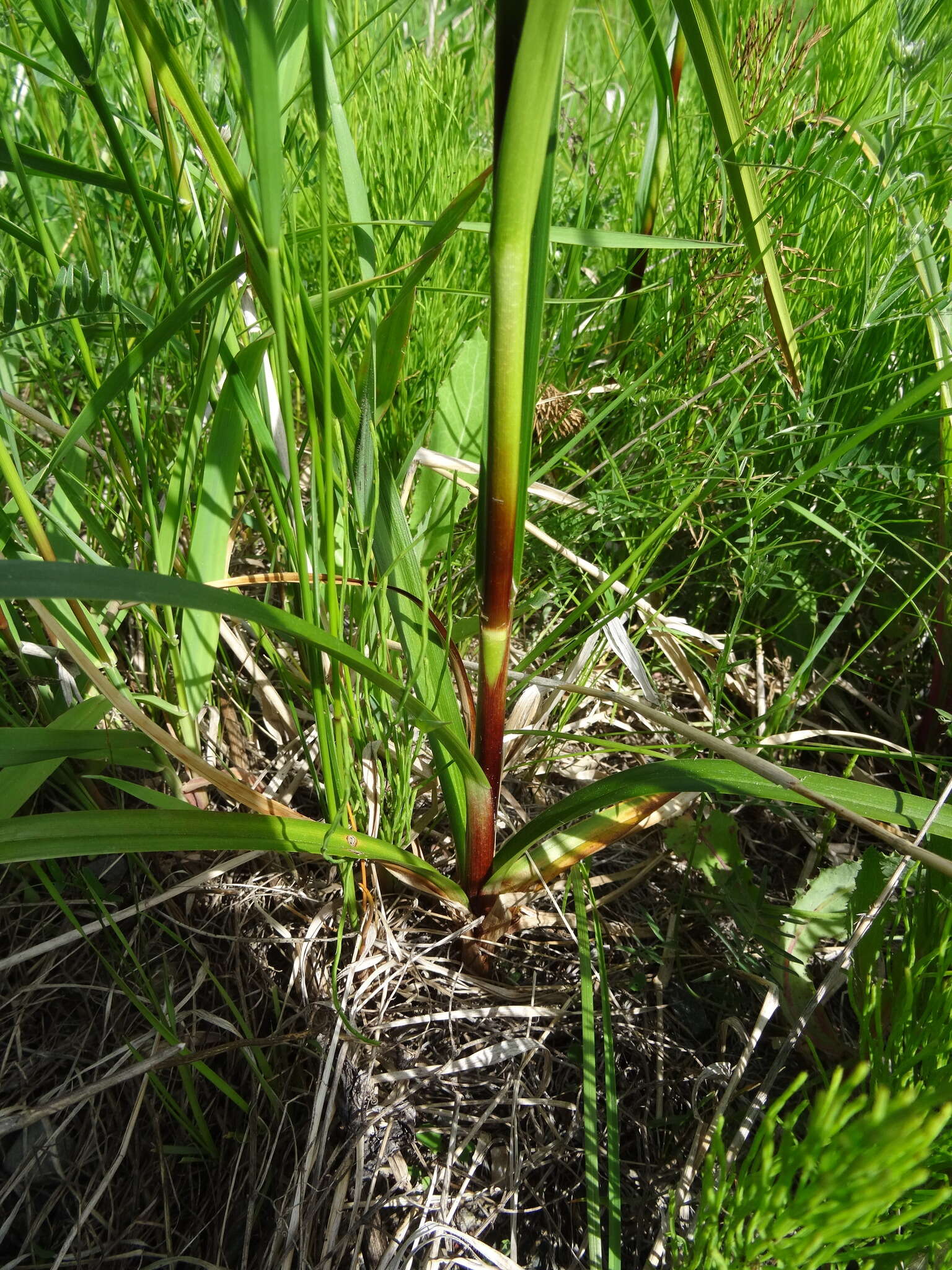 Image of panicled bulrush