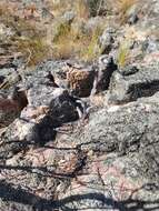 Image of Cederberg haworthia