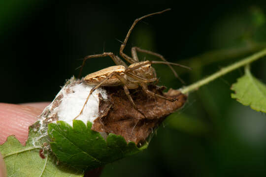 Image of Oxyopes sertatus L. Koch 1878