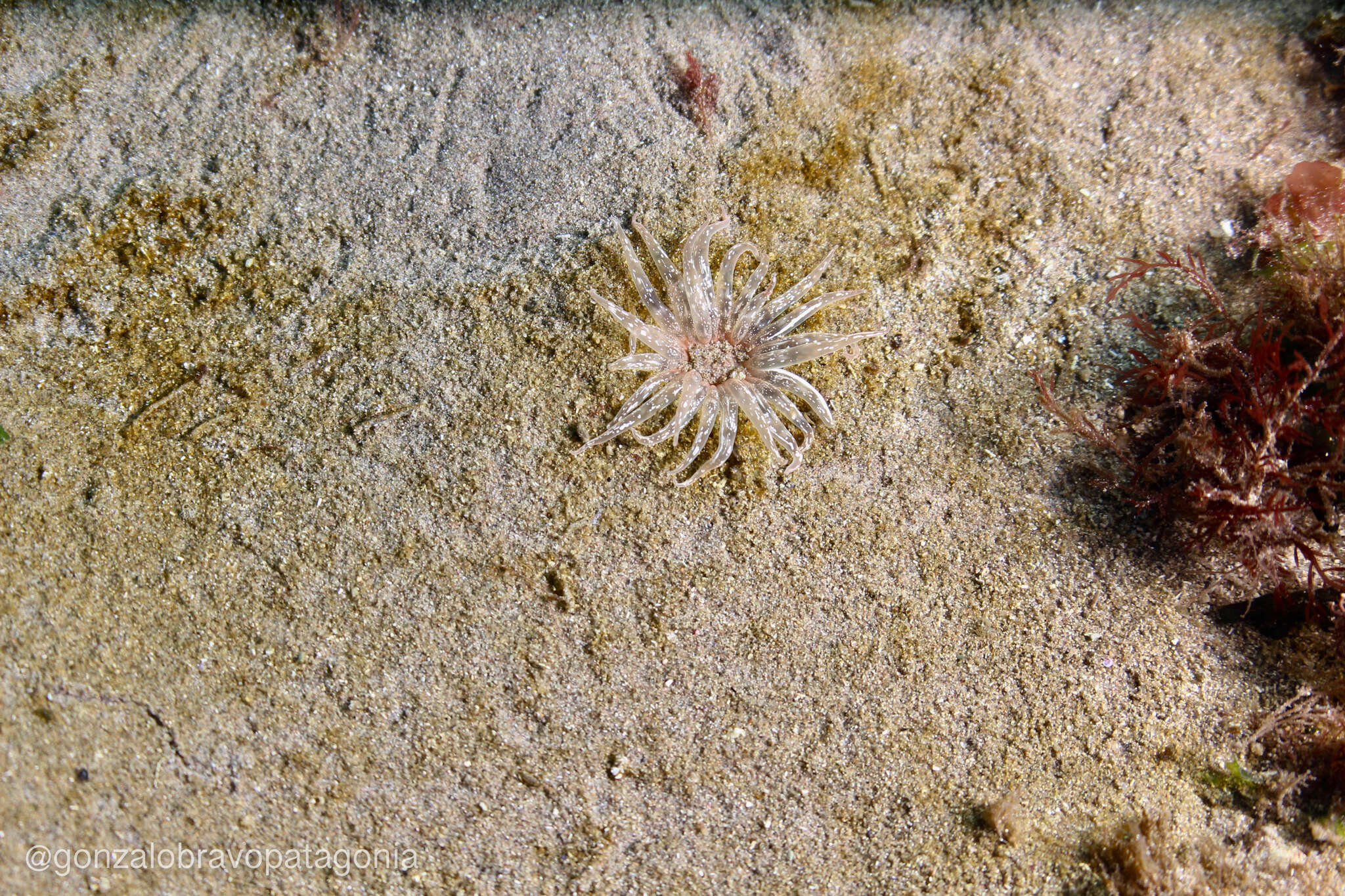 Image of Neoparacondylactis haraldoi Zamponi 1974