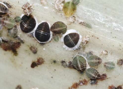 Image of Palm aphid