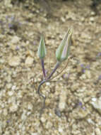 Image of goldenbowl mariposa lily