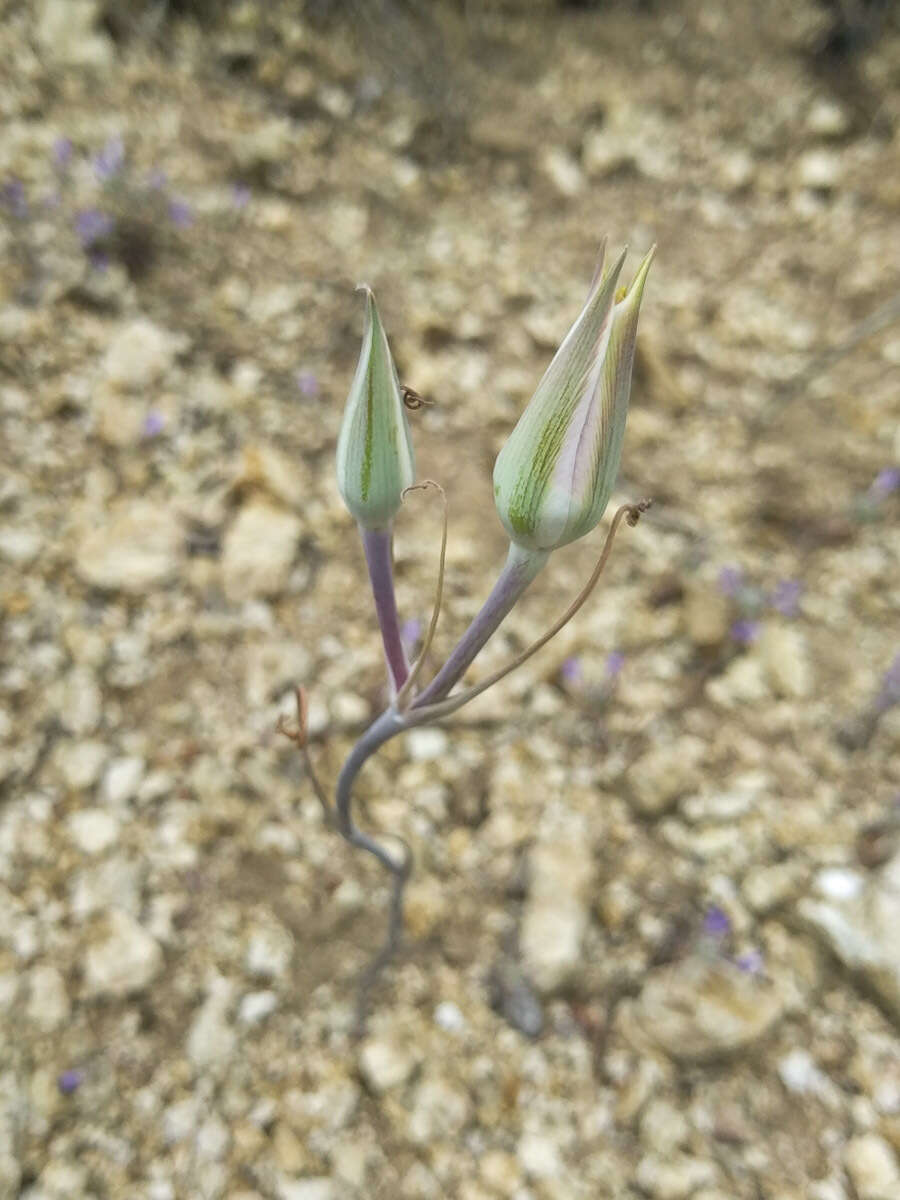 Image of goldenbowl mariposa lily