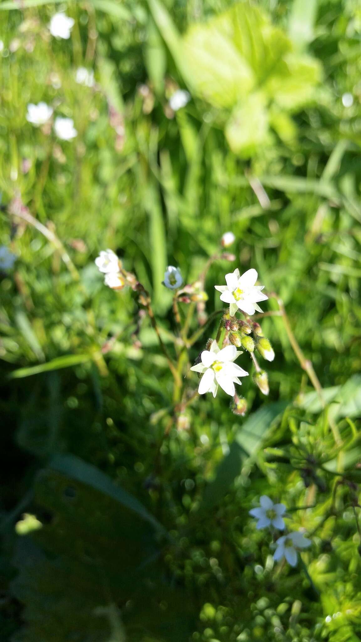 Spergula arvensis L. resmi