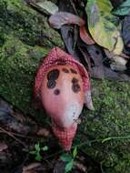 Image of Aristolochia paracleta H. W. Pfeifer