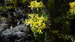 صورة Hubertia tomentosa Bory