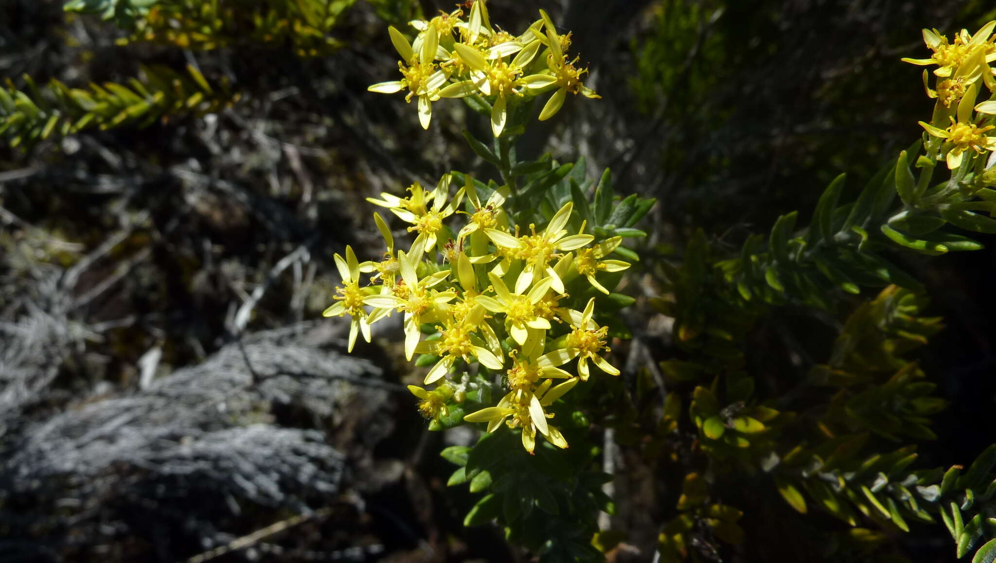 صورة Hubertia tomentosa Bory