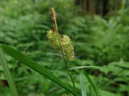 Image of Carex japonica Thunb.