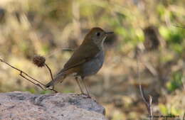 Imagem de Catharus occidentalis Sclater & PL 1859