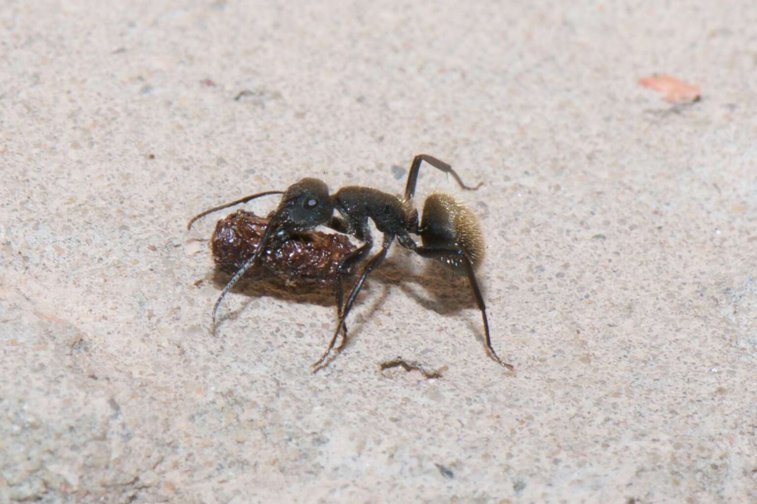 Image de Camponotus mus Roger 1863