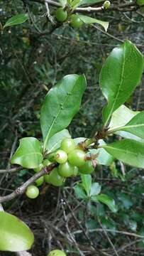 Image de Coprosma macrocarpa Cheeseman