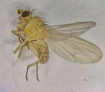 Image of Meiosimyza subfasciata (Zetterstedt 1838)