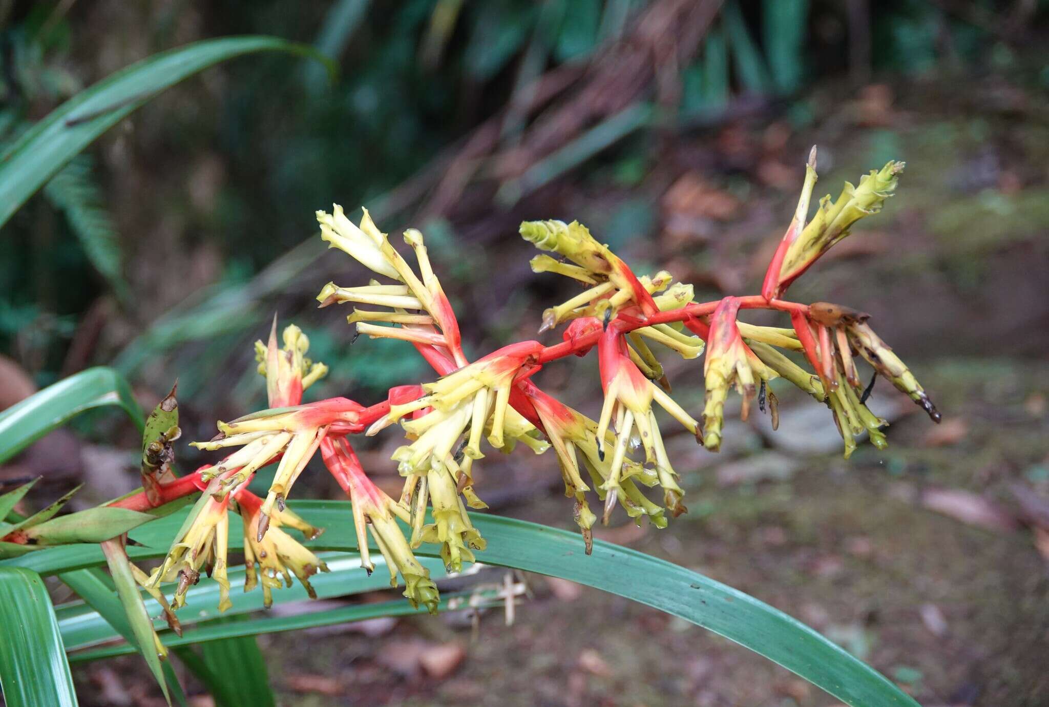 صورة Guzmania xanthobractea Gilmartin