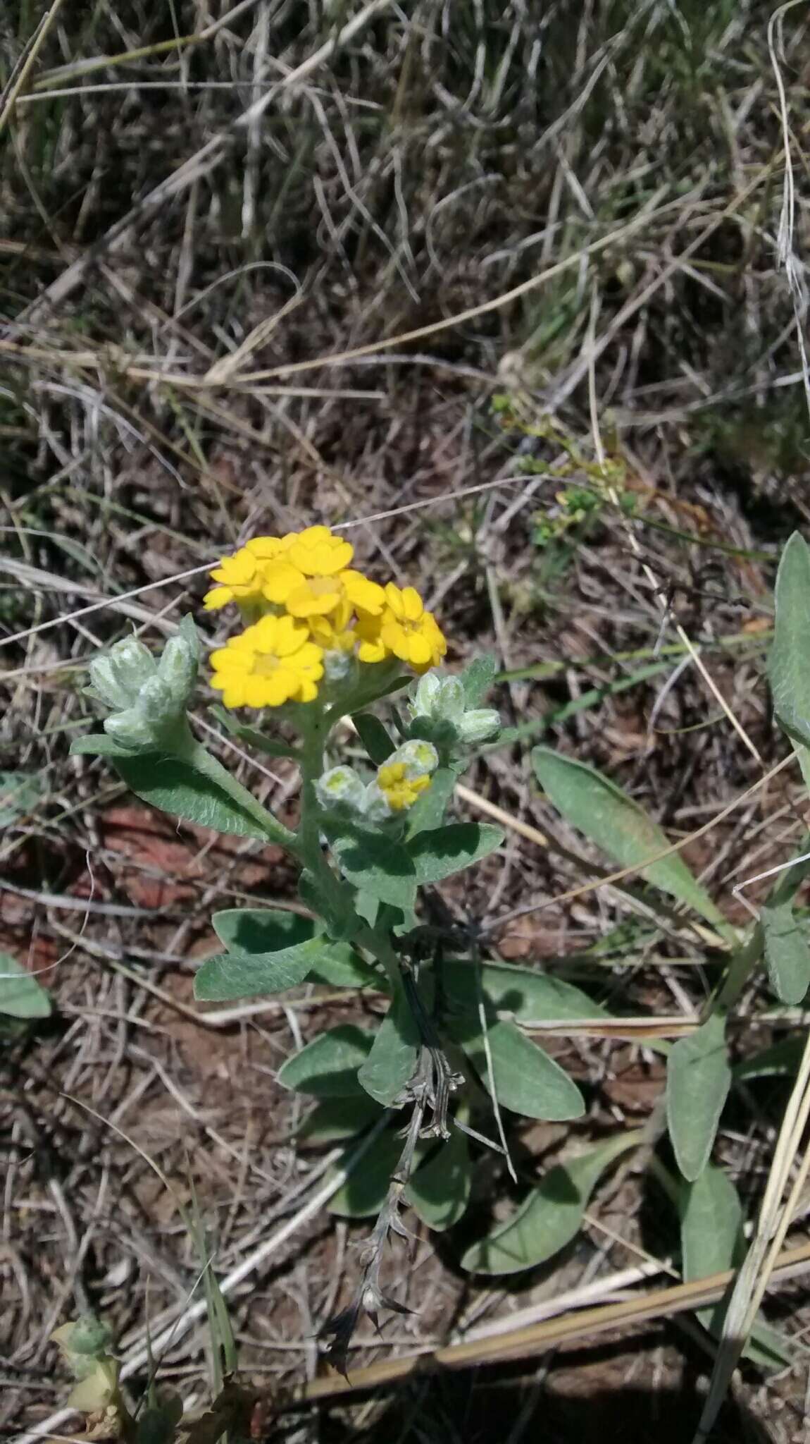 Image of woolly paperflower