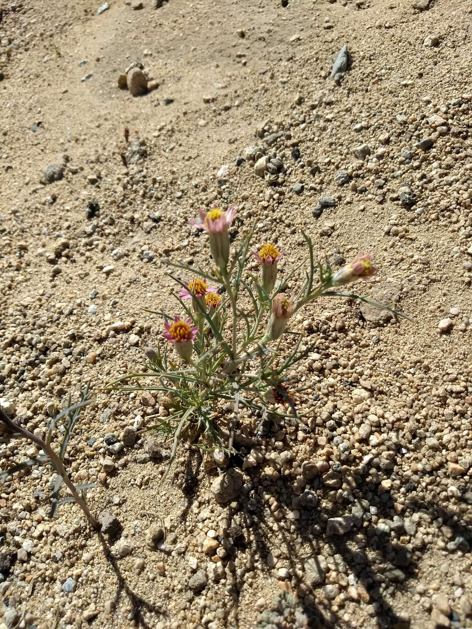 Image of Mojave hole-in-the-sand plant