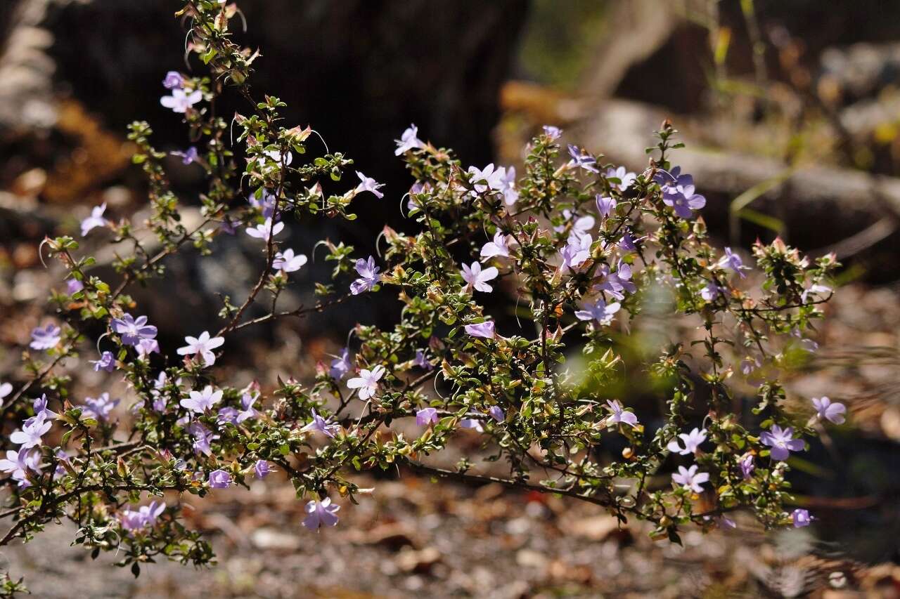 Image of Barleria crassa C. B. Cl.