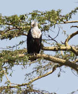 Image of African Fish Eagle