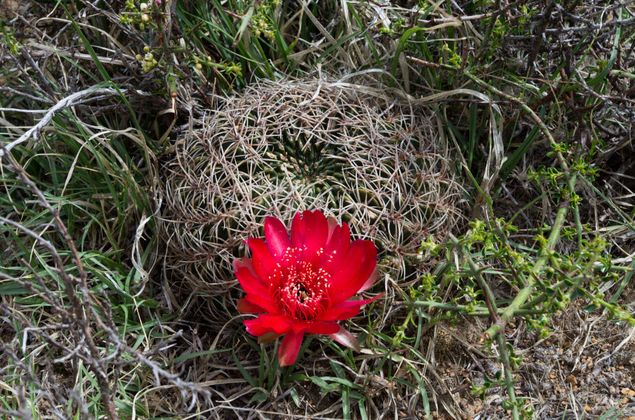 Image of Echinopsis cinnabarina (Hook.) Labour.