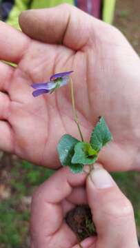 Image of Viola dubia Wiesb.