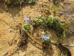 Image of Lobelia boivinii Sond.